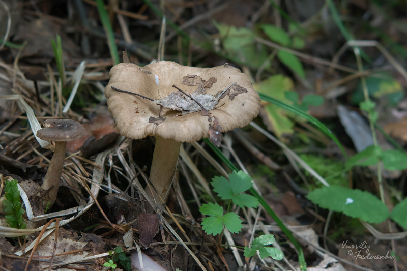 lactarius_12.jpg