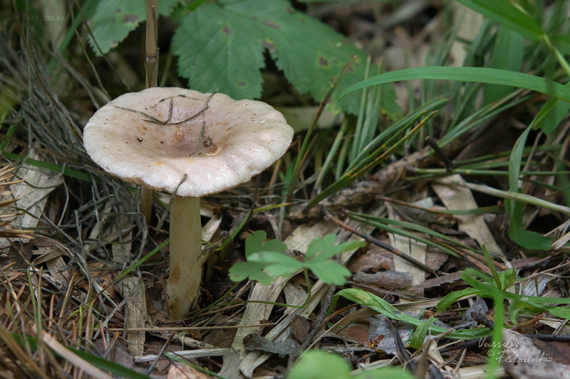 lactarius_13.jpg