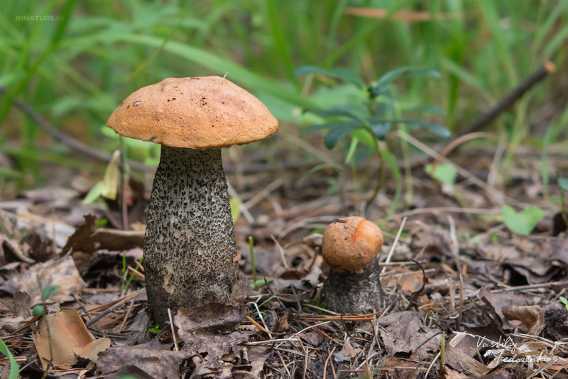 leccinum-versipelle_01.jpg