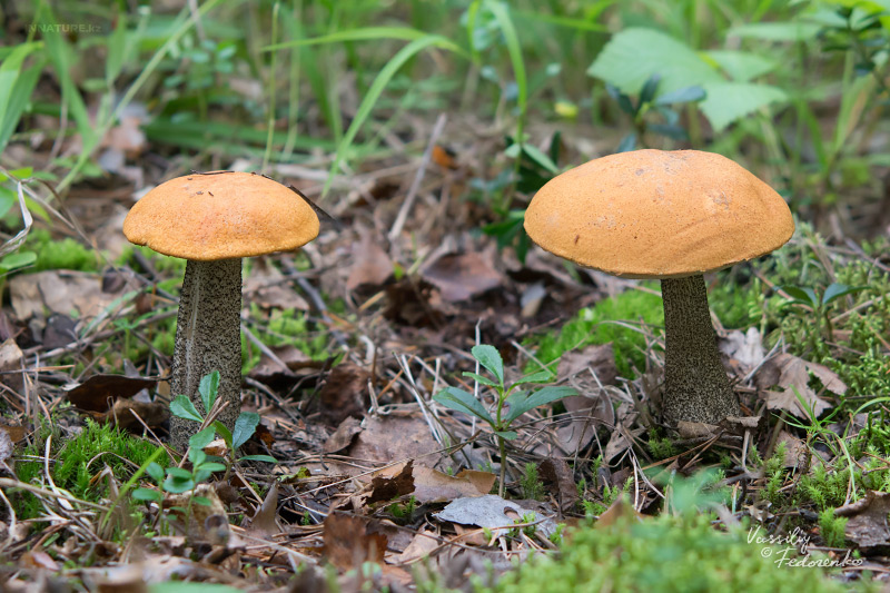 leccinum-versipelle_02.jpg