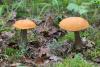 leccinum-versipelle_02_t1.jpg