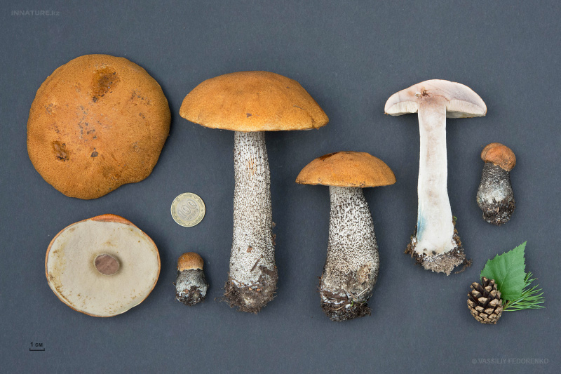 leccinum-versipelle_03.jpg