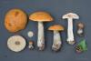 leccinum-versipelle_03_t1.jpg