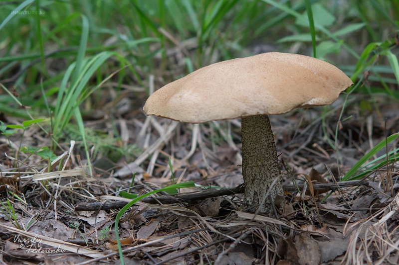 leccinum_01_3.jpg