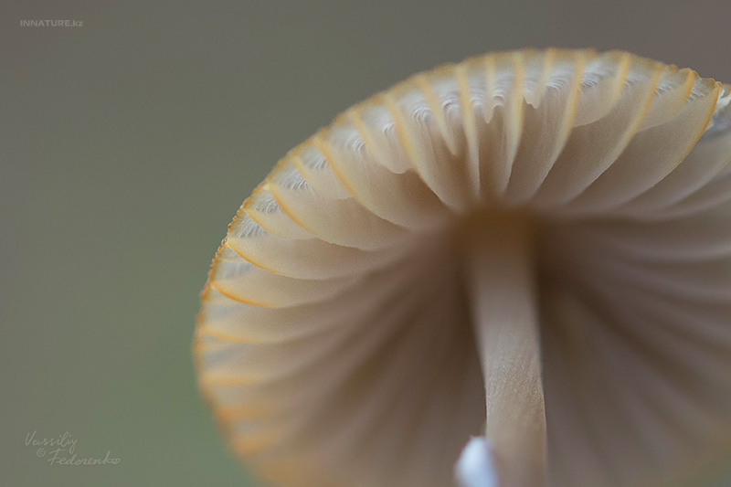 mycena_02.jpg