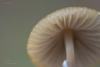 mycena_02_t1.jpg