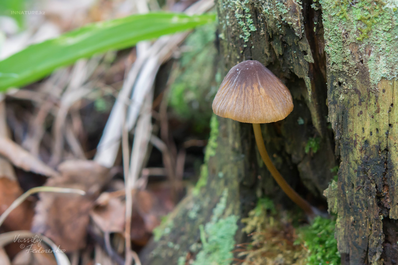 mycena_06_1.jpg