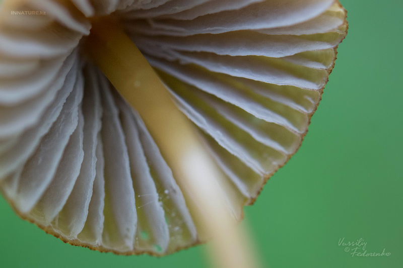 mycena_07.jpg