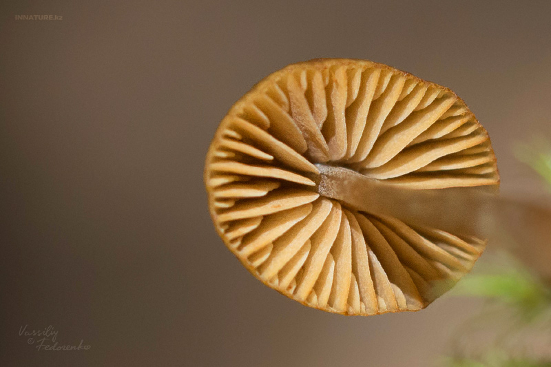 mycena_2_02.jpg