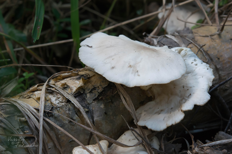 pleurotus_02.jpg