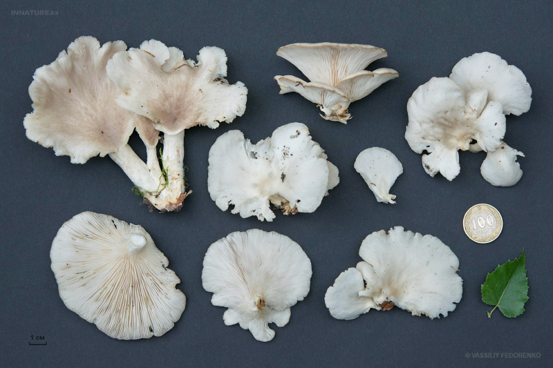 pleurotus_05.jpg