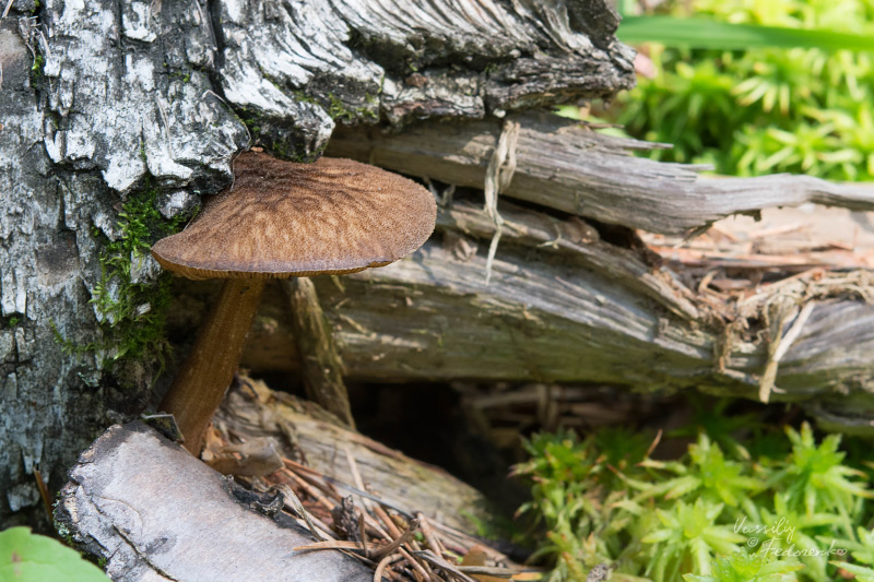 pluteus-umbrosus_01.jpg