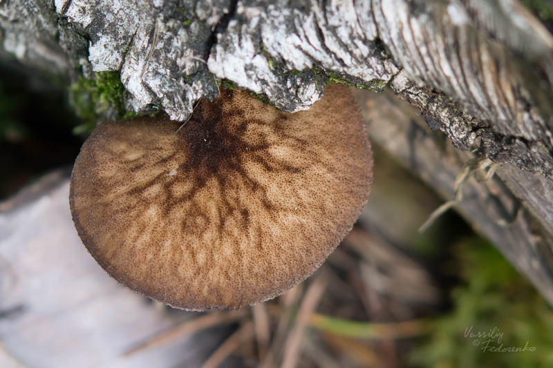 pluteus-umbrosus_02.jpg