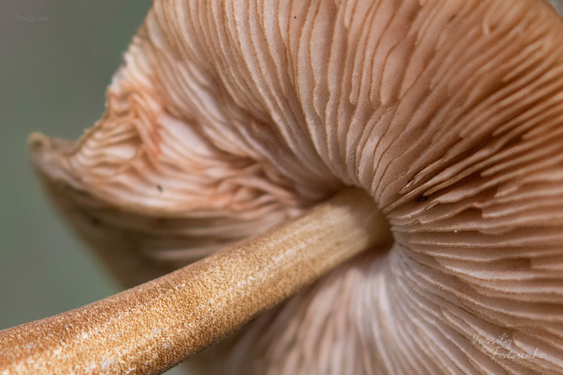 pluteus-umbrosus_03.jpg