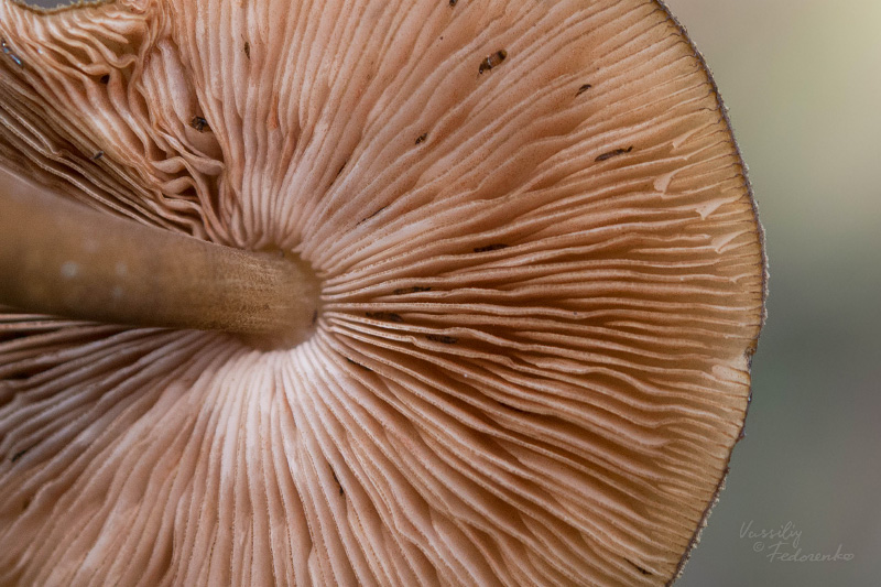 pluteus-umbrosus_04.jpg