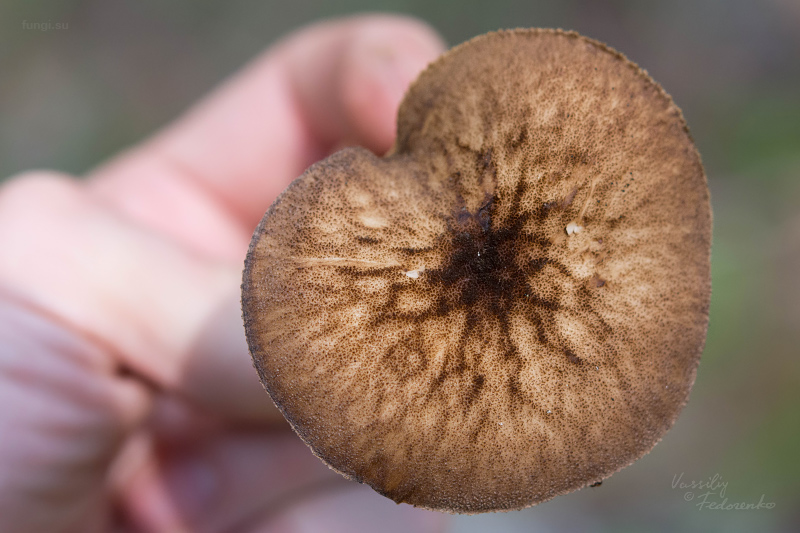 pluteus-umbrosus_05.jpg