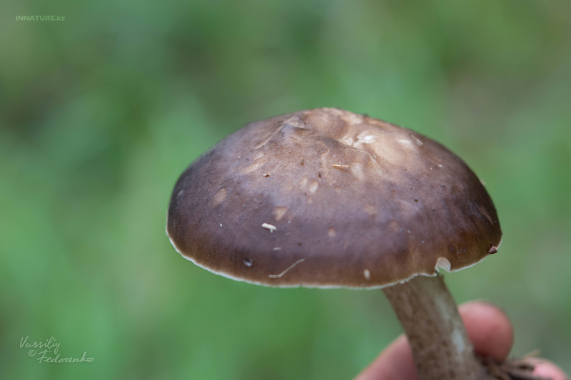 pluteus_02_1.jpg