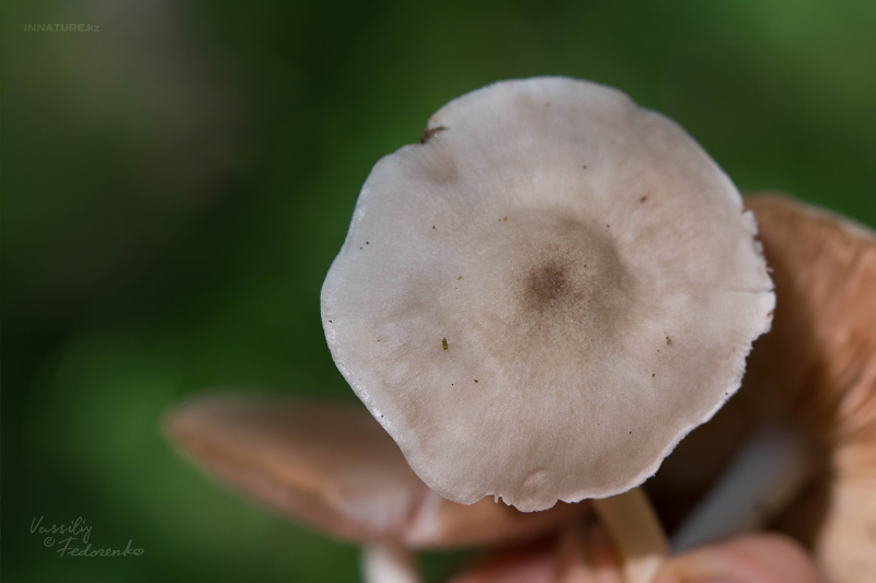 pluteus_02_2.jpg