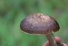 pluteus_02_t1_1.jpg