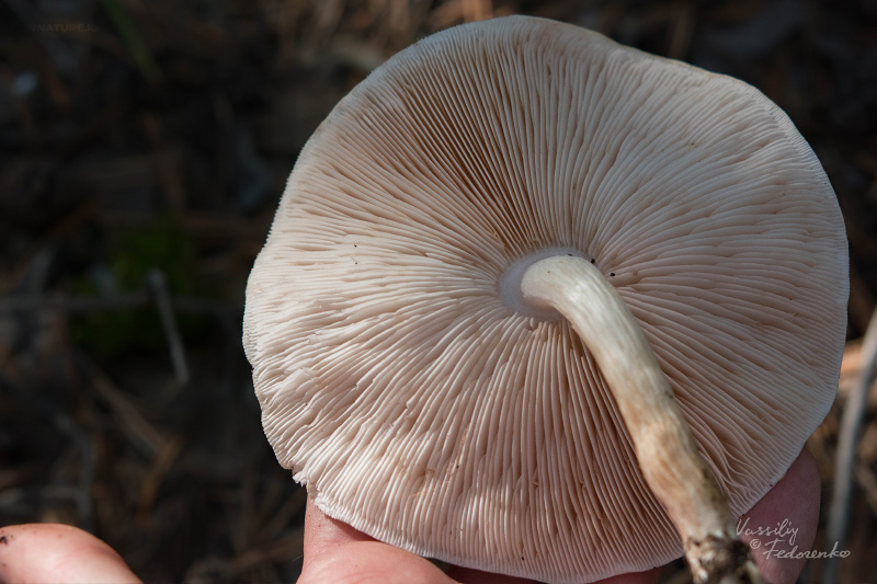 pluteus_03.jpg