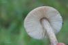 pluteus_03_t1_1.jpg