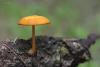 pluteus_04_t1.jpg