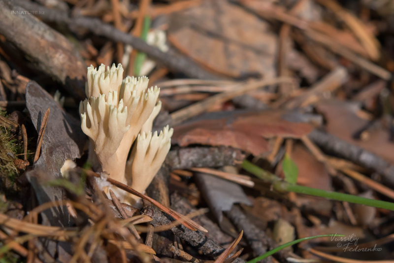 ramaria_01.jpg