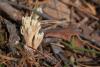 ramaria_01_t1.jpg