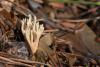 ramaria_02_t1.jpg