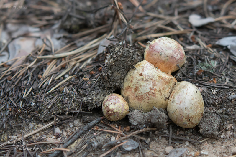 rhizopogon_01.jpg