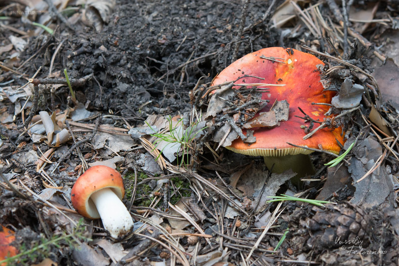 russula-aurea-01.jpg