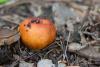 russula-aurea-03_t1.jpg