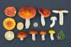 russula-aurea_05_t1.jpg