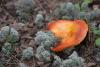 russula-aureola-01_t1.jpg