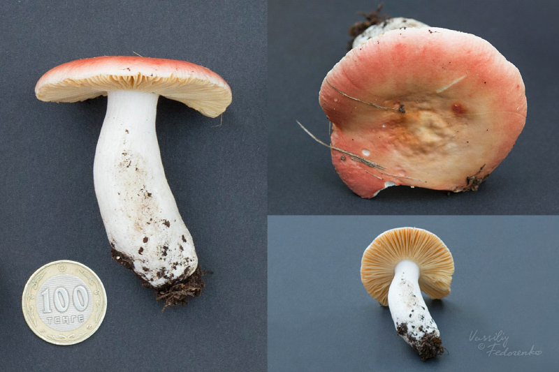 russula-roseipes_02.jpg