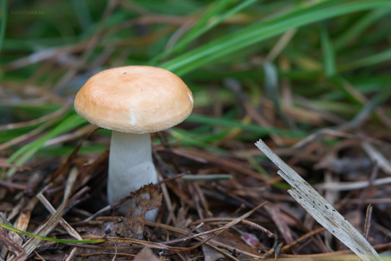 russula_01.jpg