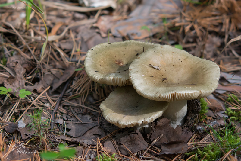 russula_01_1.jpg