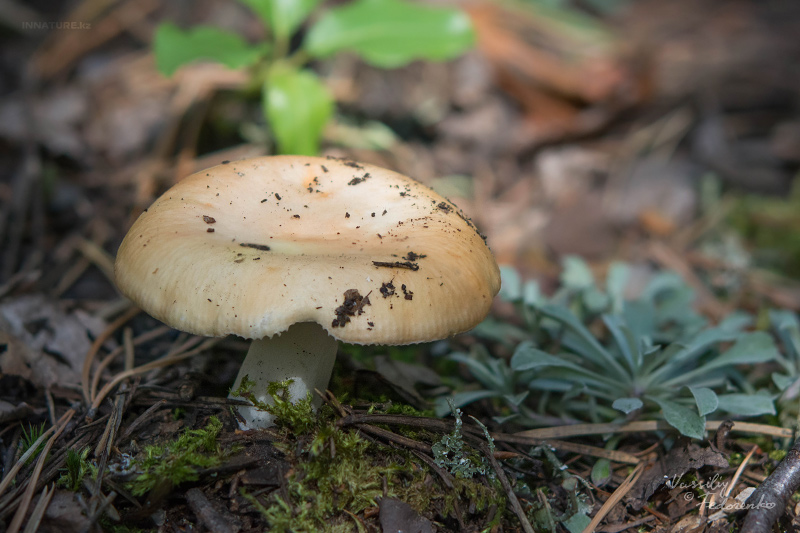 russula_01_10.jpg