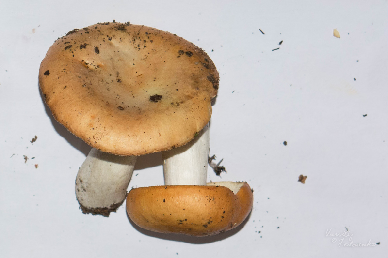 russula_01_1_1.jpg