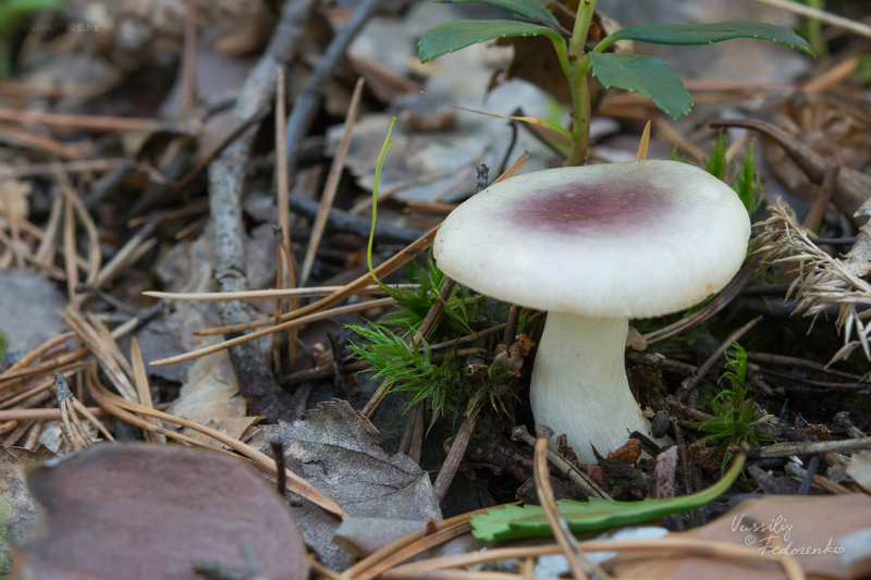 russula_01_2.jpg