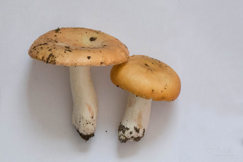 russula_01_2_1.jpg