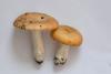 russula_01_2_t1.jpg