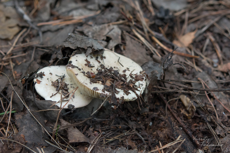 russula_01_3.jpg