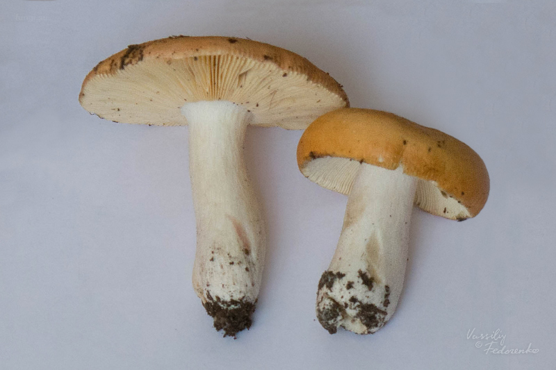 russula_01_3_1.jpg