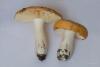 russula_01_3_t1.jpg