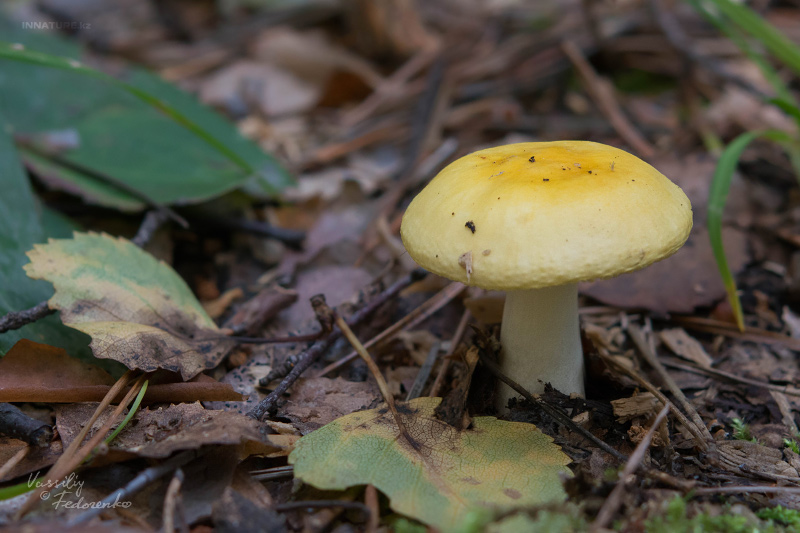 russula_01_4.jpg