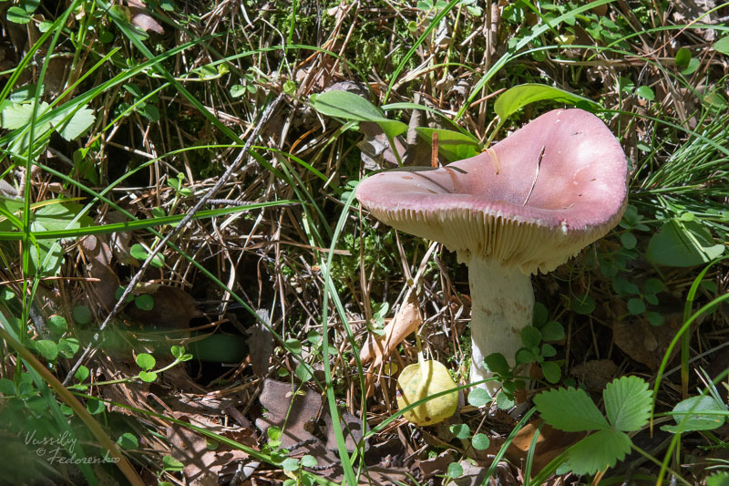 russula_01_5.jpg