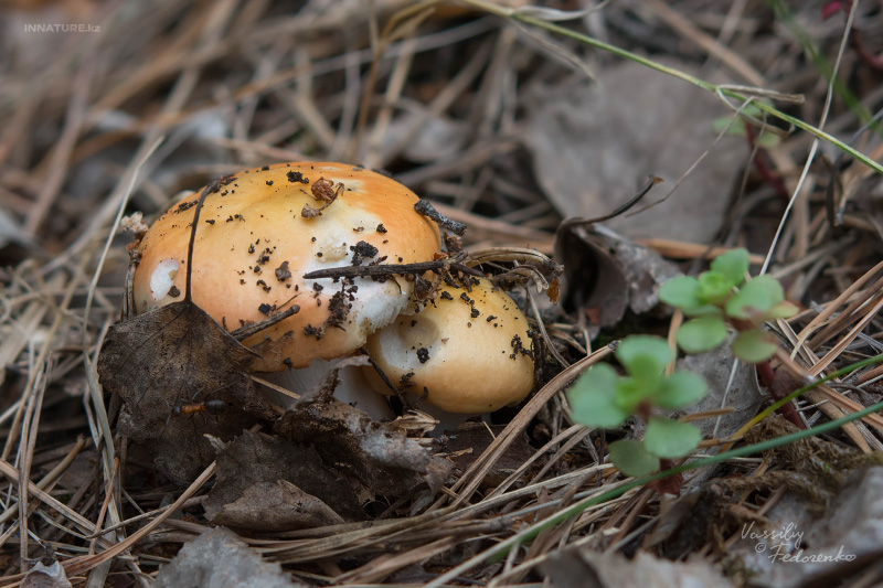 russula_01_6.jpg