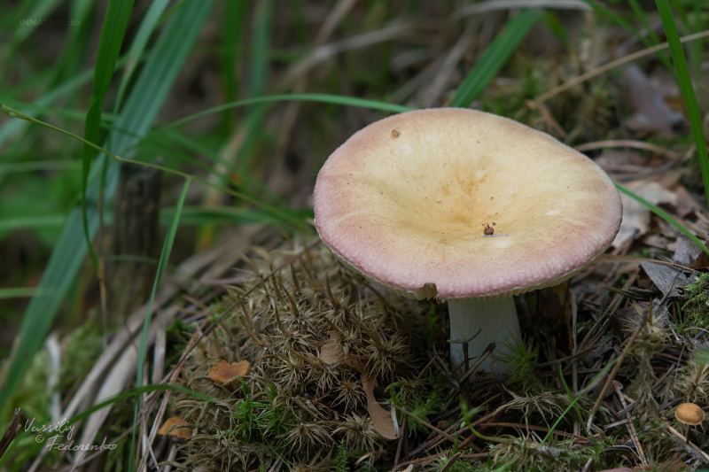 russula_01_7.jpg