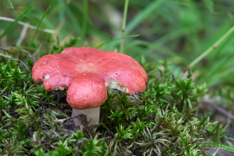 russula_01_8.jpg